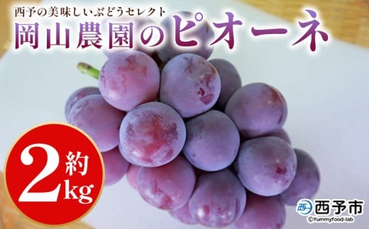 [西予の美味しいぶどう セレクトセット/ピオーネ 約2kg(岡山農園)] 果物 くだもの フルーツ ぶどう 葡萄 ブドウ セット 野菜ソムリエ 食べて応援 特産品 産地直送 西予ぶどう倶楽部 愛媛県 西予市[冷蔵]