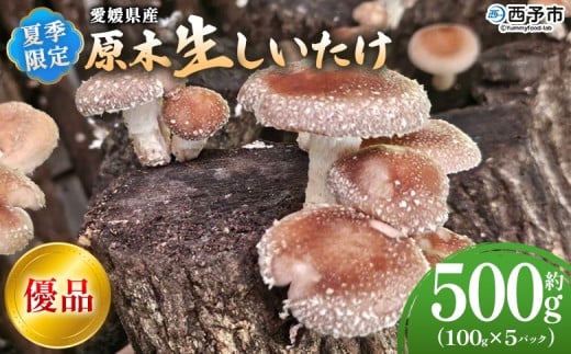 <夏季限定 原木生しいたけ(優品) 100g×5パック> 合計500g 数量限定 期間限定 夏採れ 原木生椎茸 しいたけ シイタケ きのこ 優品 バーベキュー BBQ 料理 国産 愛媛県産 横林自治振興協議会 愛媛県 西予市【冷蔵】『2025年5月~10月に順次出荷予定』