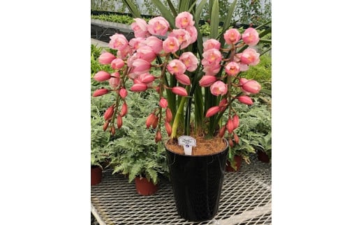 アーチ仕立てのシンビジウム ピンク系3本立ち