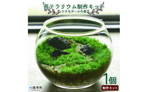 苔テラリウム制作キット「小さなボールの森」★作り方動画付