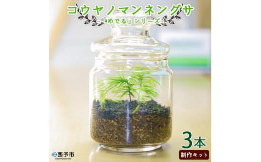 「めでる」シリーズ:苔テラリウム制作キット コウヤノマンネングサ 3本パック