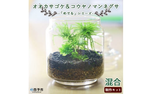 「めでる」シリーズ:苔テラリウム制作キット オオカサゴケ&コウヤノマンネングサ 混合パック