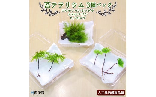 コウヤノマンネングサ・オオカサゴケ・ヒノキゴケの苔テラリウム用3種パック 人工栽培最高品質