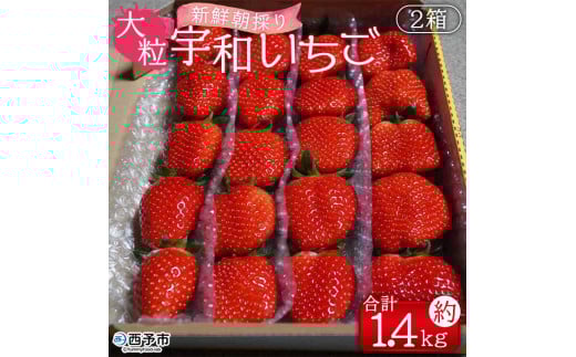 ＜農家厳選 新鮮朝採り 宇和いちご 大粒 2箱（合計約1.4kg）＞イチゴ 苺 果物 フルーツ くだもの ストロベリー かおりの かおり野 農家直送 季節限定 期間限定 旬 かんちゃん農園 愛媛県 西予市【冷蔵】『2026年2月上旬～5月末迄に順次出荷予定』