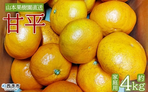 <甘平 約4kg 家庭用> 果物 くだもの オレンジ フルーツ かんぺい カンペイ 柑橘 みかん ミカン 蜜柑 季節限定 期間限定 食べて応援 特産品 産地直送 山本果樹園 西宇和 三瓶産 愛媛県 西予市【常温】『2026年2月上旬~2月下旬迄に順次出荷予定』