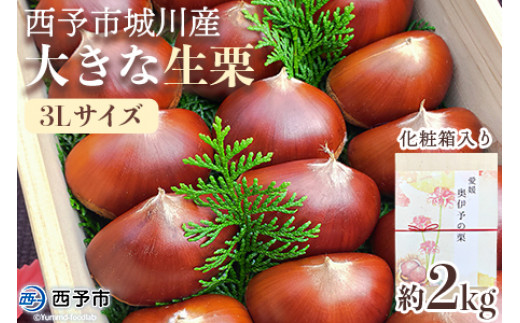[数量限定・締切9月15日][西予市城川産 大きな生栗 3Lサイズ 約2kg(化粧箱入り)] くり 特大 大粒 マロン 焼き栗 栗ご飯 モンブラン 特産品 愛媛県 西予市[冷蔵]『9月20日以降〜9月末頃迄に順次出荷予定』