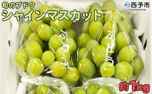 予約受付[旬のブドウ「シャインマスカット」約1kg] 果物 フルーツ ぶどう 葡萄 種無し たねなし 皮ごと 甘い おいしい 食べやすい 期間限定 季節限定 食べて応援 特産品 愛媛県 西予市[冷蔵]