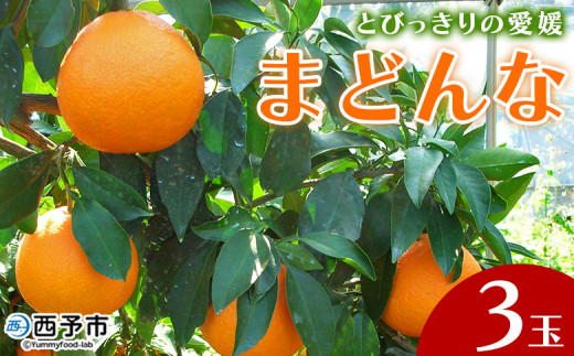 紅まどんなと同品種!<とびっきりの愛媛 まどんな(3玉)>マドンナ 愛媛果試第28号 果物 柑橘 フルーツ 期間 旬 季節限定 特産品 産地直送 片山果樹園 西宇和 愛媛県 西予市【常温】『2025年12月中旬~12月下旬迄に順次出荷予定』