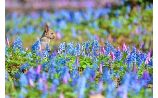 （1）ふるさと支援（使い道は町長におまかせ）