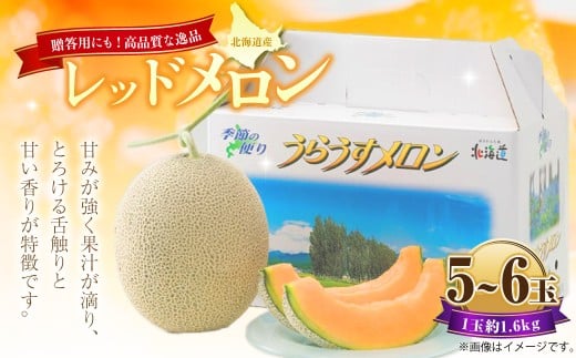 レッドメロン 5~6玉 (1玉 約1.6kg) 【2026年7月上旬~7月下旬迄順次発送予定】 果物 フルーツ メロン めろん 赤肉 赤肉メロン 贈答 北海道 浦臼町
