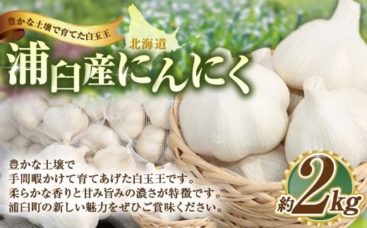 浦臼産 にんにく 約2kg 【2025年9月上旬~2025年12月中旬発送予定】 ニンニク 薬味 ガーリック 野菜 北海道 浦臼町