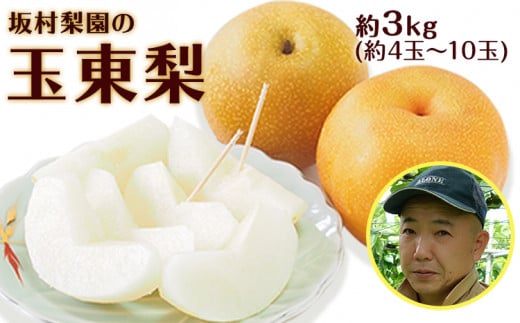 坂村梨園 玉東梨 熊本県玉名郡玉東町 約3kg(4〜10玉前後) 梨 なし 果物 旬の梨 [8月中旬-11月上旬頃出荷]