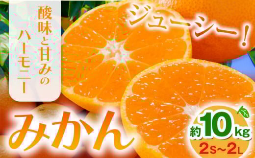 みかん 約10kg (2S-2Lサイズ) 金峰柑橘組合株式会社 ミカン 柑橘 フルーツ 旬 熊本県 玉名郡 玉東町 《10月中旬-1月中旬頃出荷》贈り物 果物 くだもの