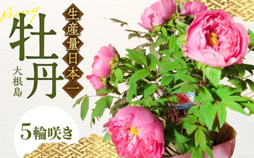 松江大根島牡丹(宝寿ぼたん) 5輪咲き 島根県松江市/島根県農業協同組合くにびき地区本部 [ALBC003]｜ボタン ぼたん 花 鉢植え 植物 贈り物 庭 ガーデニング 観葉植物 苗 松江市 まつえ