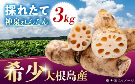 【数量限定50個】島採れ掘りたて 大根島産神泉れんこん 3kg 島根県松江市/株式会社ふぁーむ大根島 [ALCB005]｜れんこん レンコン 蓮根 掘りたて ほりたて 野菜 根菜