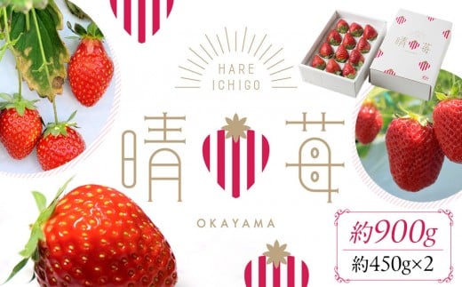 晴苺(はれいちご)約950g(450g×2)【数量限定50セット】【岡山県産 苺 晴れ いちご フルーツ 果物 くだもの 新鮮 おすすめ 人気】