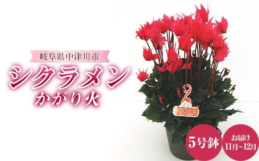 シクラメンかがり火 5号鉢 シクラメン ますだ農園 花 植物 フラワー 花 F4N-1794