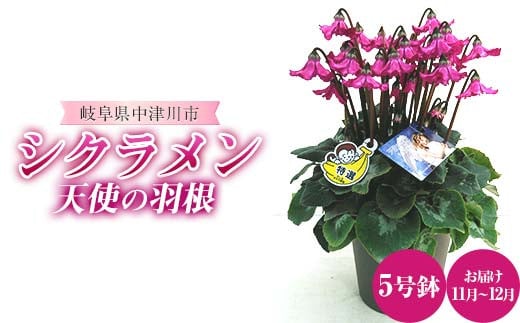 天使の羽根 5号鉢 シクラメン ますだ農園 花 植物 フラワー F4N-1795