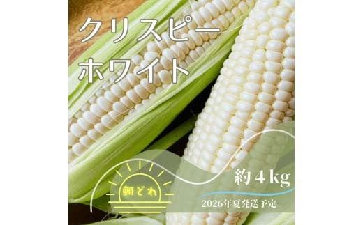 [2026年夏発送予約]サクッとはじける、上品な甘さ中津川産プレミアム クリスピーホワイト 4kgセット 朝採り 即日冷蔵発送/数量限定 『バナナマンの早起きせっかくグルメ!!』で紹介されました!