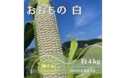 [2026年夏発送予約]生で食べられる白い宝石 中津川産プレミアム 純白とうもろこし おおもの白 4kgセット 朝採り 即日冷蔵発送 数量限定