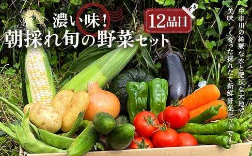 <奇数月6回定期便>濃い味!朝採れ旬の野菜セット【12品目】 F4N-1623