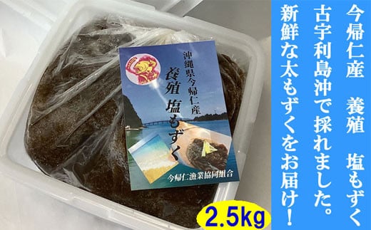 今帰仁村　古宇利島産　養殖　塩もずく　業務用2.5㎏