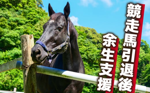 競走馬 支援 1万円 コース 黒潮友馬会応援 10000円 特典 ポストカード 競馬 サラブレッド 引退 高知県 須崎市 選べる 寄付額 引退 余生支援