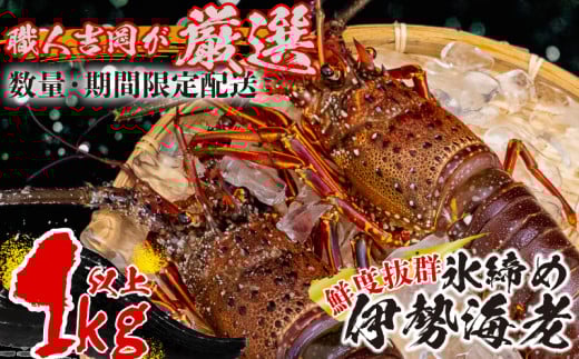 氷締め伊勢海老 吉岡 ( サイズ 混合 えび エビ いせえび 高級 鮮魚 イセエビ 海鮮 魚介 刺身 焼き物 汁物 ギフト 贈答 贈り物 祝い 歳暮 中元 高知 天然 海の幸 高知県 須崎市 )
