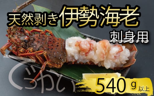 でっかい天然伊勢海老  刺身用 540g以上 冷凍 ( 特大サイズ 急速冷凍 えび エビ 高級 鮮魚 海鮮 魚介 刺身 焼き物 汁物 ギフト 贈答 贈り物 祝い 歳暮 中元 年末 年始 早期 予約 ) IKY098