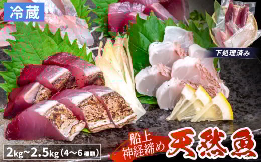 船上 神経締め 天然 鮮魚 詰め合わせ 朝獲れ直送 下処理済み 4~6種入り 2kg〜2.5kg (2025年10月出荷) 冷蔵 魚種お任せ 水揚げ 海鮮 魚介 産地直送 新鮮 魚 鮮魚ボックス