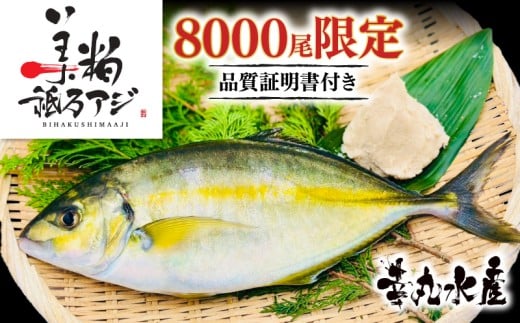 美粕祇万アジ 250g フィーレ 2パック 高級魚 刺身 刺身用 縞鯵 シマアジ 鯵 海鮮 鮮魚 新鮮 魚介 冷凍 魚 さかな 小分け 高知県 須崎市 SCM001