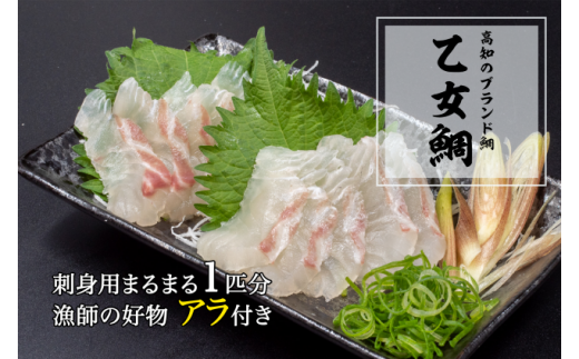 本場須崎のブランド鯛「乙女鯛フィーレセット」 冷蔵 ( タイ 鯛 1.3kg〜1.5kg 魚 鮮魚 ブランド 乙女鯛 半身 刺身 お刺し身 鯛めし 2枚 頭 骨 付き 新鮮 高級魚 魚介 産地直送 お取り寄せ 贈答 贈り物 ギフト 高知県 須崎市 )