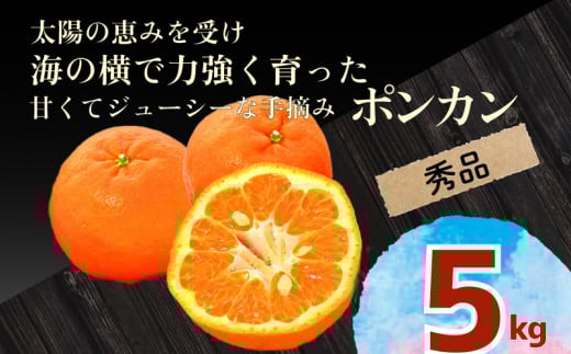 秀品 ポンカン 5kg 早期受付 2026年1月中旬より順次発送 安和ポンカン 贈答 用 ギフト 柑橘 椪柑 みかん フルーツ 果物 くだもの 期間限定 季節限定 YN002_x