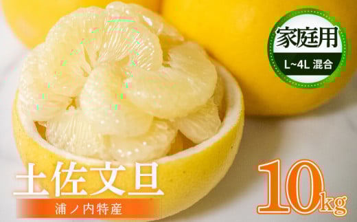 [早期予約開始!!2026年2月頃より順次発送][訳あり] 浦ノ内特産 家庭用 土佐文旦 10kg | 果物 フルーツ 文旦 ぶんたん ブンタン みかん 蜜柑 柑橘 文旦 10キロ 人気 ランキング 数量限定 期間限定 早期予約産地直送 生産農家直送 明神果樹園 高知県 須崎市 MKJ003_xx