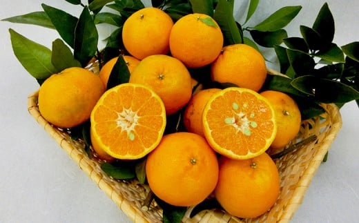 【 早期予約 】 訳あり ぽんかん 家庭用 5kg 訳あり 道の駅 直送 果物 フルーツ みかん 柑橘 甘い くだもの 果肉 蜜柑 人気 ふるさと納税みかん ふるさと納税果物 ふるさと納税フルーツ おすすめ ランキング 期間限定 国産 ME025_x