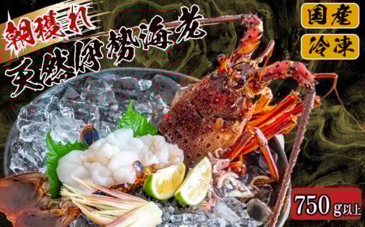 [2025年4月より順次配送]朝獲れ 伊勢海老 750g 〜 850g 急速 冷凍 産地直送 須崎 高知 海鮮 魚介類 お正月 お祝い イセエビ