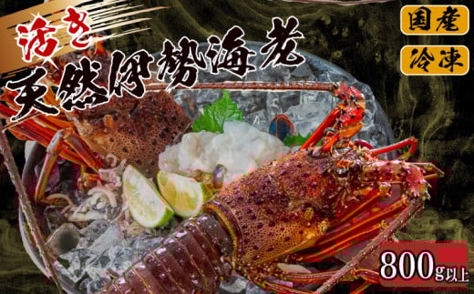 活き 伊勢海老 800g 以上 ( 1尾 から 4尾 ) 吉岡 ( サイズ混合 えび エビ いせえび 高級 鮮魚 イセエビ 海鮮 魚介 刺身 焼き物 汁物 ギフト 贈答 贈り物 祝い 歳暮 中元 高知 天然 海の幸 高知県 須崎市 )IKY029-2x