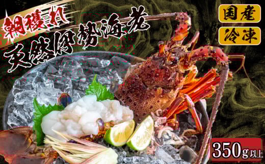 訳あり 朝獲れ 伊勢海老 350g 〜 450g 規格外 わけあり 急速 冷凍 産地直送 須崎 高知 海鮮 魚介類 お正月 お祝い イセエビ