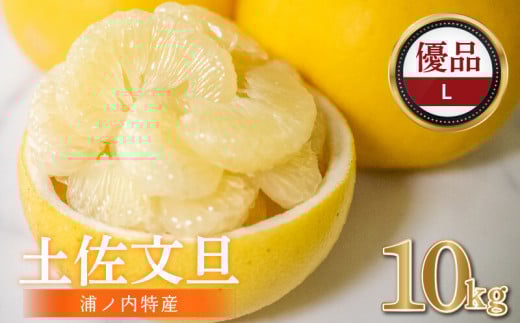 [早期予約開始!!2026年2月頃より順次発送]浦ノ内特産 土佐文旦 10kg 優品 Lサイズ | 果物 フルーツ 文旦 ぶんたん ブンタン みかん 蜜柑 柑橘 文旦 10キロ 人気 ランキング 数量限定 期間限定 早期予約産地直送 生産農家直送 明神果樹園 高知県 須崎市 MKJ005_xx