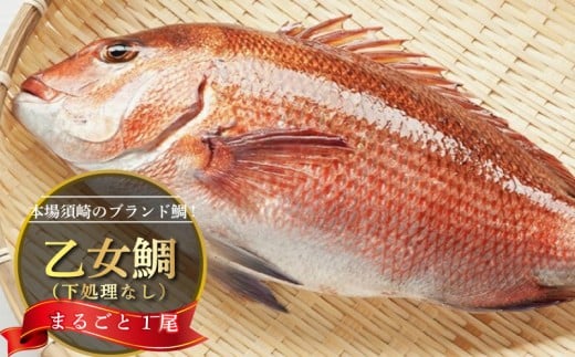 鯛 まるごと 1尾 900g 〜 1kg 産地直送 高知県 乙女鯛 小島水産 ブランド鯛 新鮮 魚 鮮魚 ブランド 尾頭付き 刺身 お刺身 鯛めし 鯛鍋 鯛しゃぶ パエリア 高知県 須崎市 お祝い 贈答 ギフト 年賀 お中元 お歳暮 お食い初め 父の日 母の日 敬老の日 KS019_x