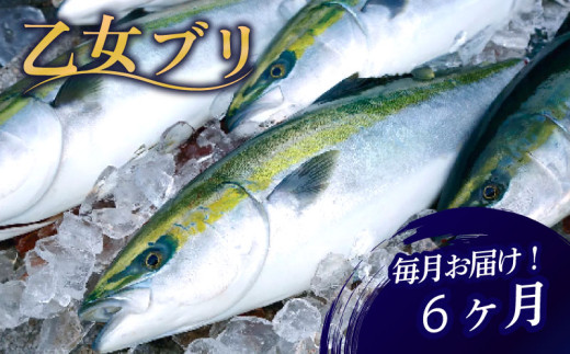 定期便 6ヶ月 6回 毎月 届く ぶり ブランド 乙女ブリ 須崎[下処理有] 刺身 刺し身 鰤しゃぶ 海鮮 魚介 サカナ さかな 魚 KS17000-2x