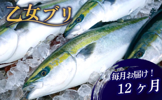 乙女 ブリ 定期便 12回 新鮮 毎月 届く ぶり ブランド 乙女ブリ 鰤[下処理有] 12ヶ月 海鮮 魚介 魚 さかな サカナ 刺身 刺し身 鰤しゃぶ KS18000-2x