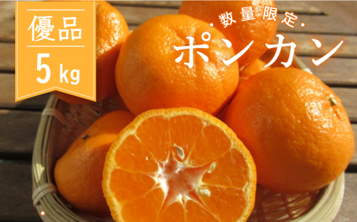 【2025年1月より順次発送】 浦ノ内 ポンカン5㎏ 優品 KG012