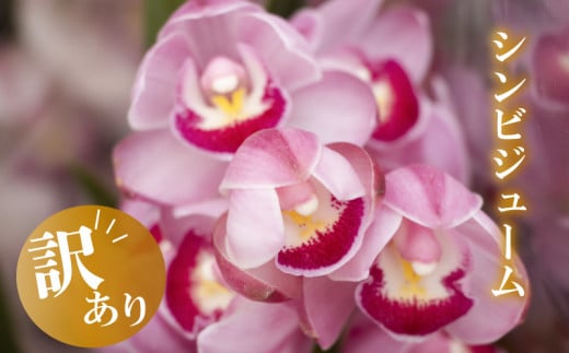 [12月から発送][訳あり]シンビジューム 切り花 4~6本 お花 花 はな フラワー ブーケ 花束 インテリア 鑑賞 洋ラン 鉢 栽培 園芸 ガーデニング 早期予約