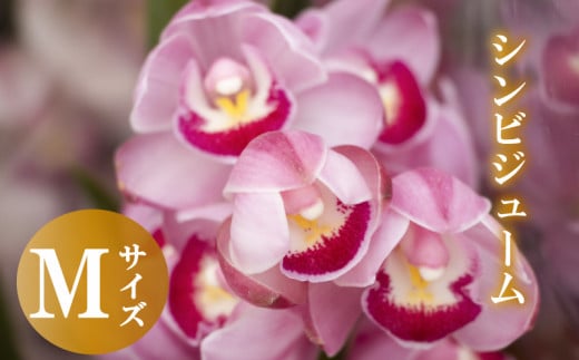 [12月から発送]シンビジューム 切り花 Mサイズ お花 花 はな フラワー ブーケ 花束 インテリア 鑑賞 洋ラン 鉢 栽培 園芸 ガーデニング 早期予約
