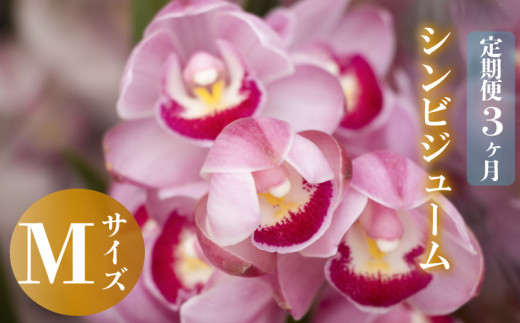 [12月から発送][定期便3ヶ月]シンビジューム 切り花 Mサイズ お花 花 はな フラワー ブーケ 花束 インテリア 鑑賞 洋ラン 鉢 栽培 園芸 ガーデニング 早期予約