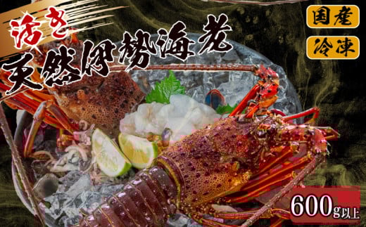 活き 伊勢海老 600g 以上 ( 1尾 から 3尾 ) 吉岡 ( サイズ 混合 えび エビ いせえび 高級 鮮魚 イセエビ 海鮮 魚介 刺身 焼き物 汁物 ギフト 贈答 贈り物 祝い 歳暮 中元 高知 天然 海の幸 高知県 須崎市 ) IKY056-2x