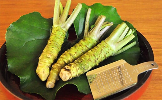 【世界農業遺産認定】西伊豆町の本わさび・おろし金セット(岡原わさび) 西伊豆町 天城山 清流 本わさび おろし金 サメ吉 お刺身 さしみ ステーキ 薬味 冷蔵 西伊豆 伊豆 ギフト お歳暮 お中元