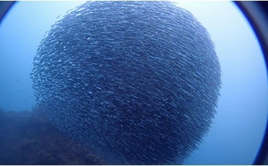 【６５歳以下限定】田子シーランドのファンダイビング・２ボート（現地サービス店） ダイビング 体験 静岡 西海岸 伊豆 西伊豆 田子 ライセンス 保持者限定 アクティビティ マリンアクティビティ