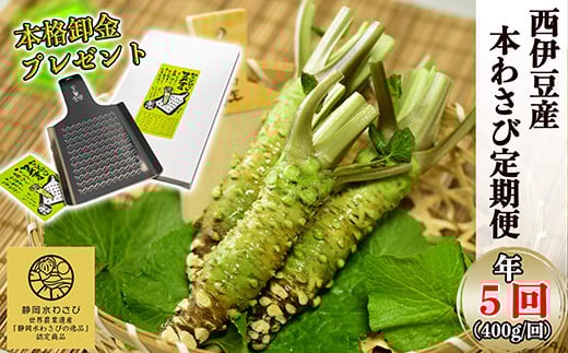 【選べる内容量!わさびの定期便】世界農業遺産認定の本わさび(400g)を年5回お届け! わさび丼 採れたて 新鮮 冷蔵 西伊豆 伊豆 ギフト